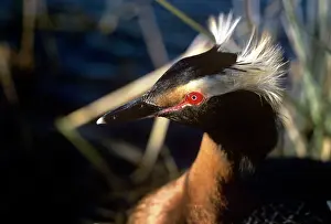 Slavonian: SLAVONIAN / HORNED GREBE C/U HEAD