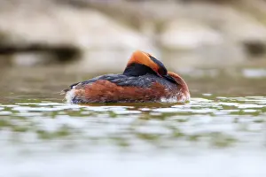 Slavonian: Slavonian / Horned Grebe - male on lake Island of