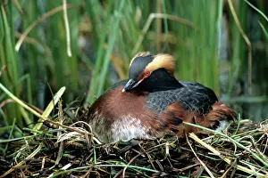 Slavonian: SLAVONIAN / HORNED GREBE - IN NEST