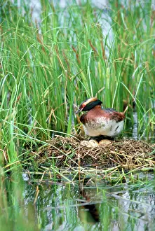 Slavonian: Slavonian / Horned Grebe - on nest with eggs
