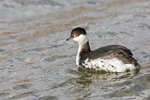 Slavonian: Slavonian or Horned grebe - swimming - North East