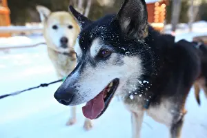Sled: Sled dog panting, Chena Hot Springs Resort