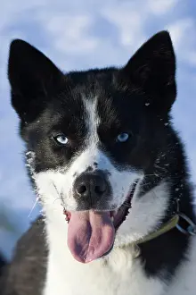 Huskies: Sled dog on a sled dog tour in Kiruna, Sweden, Europe