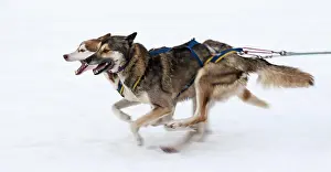 Race: Sled dogs in the run at a dog sled race, Bad Hindelang