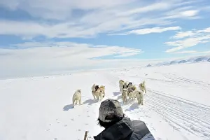 Inuit: Sled dogs running in front of sledge seen from behind