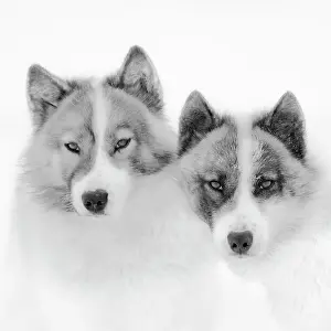 Uummannaq: Sled dogs on sea ice during winter near Uummannaq