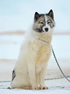 Uummannaq: Sled dogs on sea ice during winter near Uummannaq
