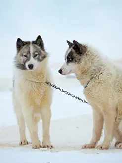 Uummannaq: Sled dogs on sea ice during winter near Uummannaq
