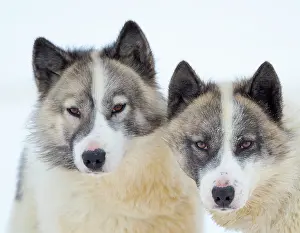 Uummannaq: Sled dogs on sea ice during winter near Uummannaq