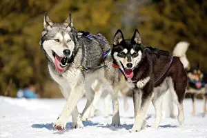 Race: Sled dogs, sled dog race, Wallgau, Garmisch-Partenkirchen