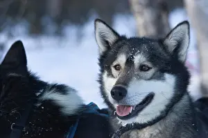 Huskies: Sled dogs on a sled dog tour in Kiruna, Sweden