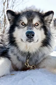 Huskies: Sledge dog, Alaskan Malamute, portrait, Walgau