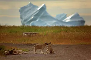 Sledge: Sledge Dog Pups playing in front of a iceberg