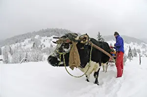 Attach: Sledge pulled by an Ox Vosges France