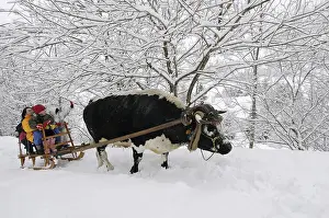 Attach: Sledge pulled by an Ox from Vosges Vosges France