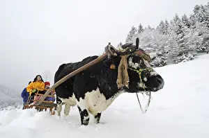 Attach: Sledge pulled by an Ox from Vosges Vosges France