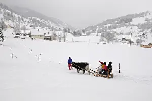 Attach: Sledge pulled by an Ox from Vosges Vosges France