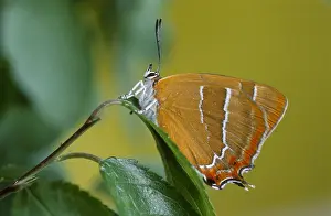 Insekten: sleedoornpage