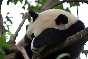 Relaxing: Sleeping, adult Giant Panda (Ailuropoda melanoleuca)