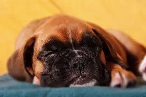 Boxer: Sleeping boxer puppy