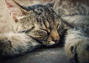 Sleep: Sleeping cat close-up portrait. Cute brown striped