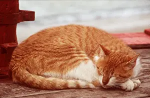Contentment: Sleeping CAT - Ginger and white