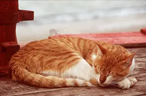 Contentment: Sleeping CAT - Ginger and white
