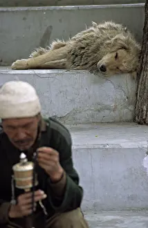 Unsharp: Sleeping dog on a walk with pilgrims and prayer mill