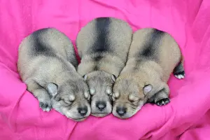 Pictures: Three sleeping Irish Wolfhound puppies