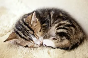 051218: Sleeping kitten Schlafendes Kaetzchen