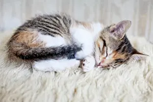 230518: Sleeping kitten Schlafendes Kaetzchen