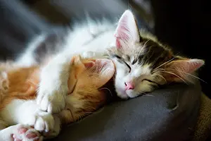 Sleepiness: Two sleeping kittens on a chair in the sun, Haut