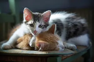 Sleepiness: Two sleeping kittens on a chair in the sun, Haut