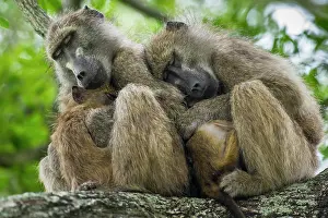 Sleep: Two sleeping pawians (Papio), monkeys, Kruger National