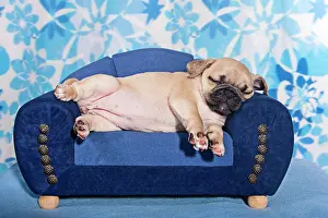 Comfy: Sleeping Pug, puppy lying on a miniature sofa