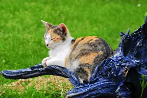 Kinds: Sleeping she-cat on a painted stump in a garden