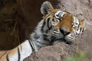 Altaica: Sleeping Siberian tiger (Panthera tigris altaica)