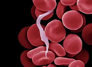 Cells: Sleeping Sickness Parasite in red blood cells