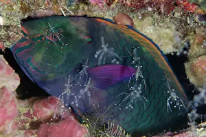 Sleep: Sleeping Swarthy Parrotfish being cleaned by Clear Cleaner S