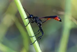 Sleep: Sleeping Wasp