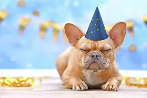 Greeting: Sleepy French Bulldog with birthday part hat in