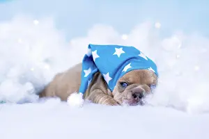Sleep: Sleepy French Bulldog puppy with nightcap lying