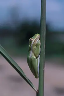 Sticky: Sleepy Green Treefrog