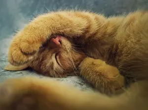 Sleep: Sleepy orange kitten takes a nap indoors on the