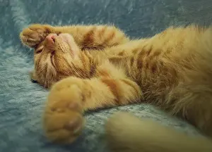 Sleep: Sleepy orange kitten takes a nap indoors on the