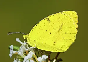 Sleepy Orange Sulfur Butterfly