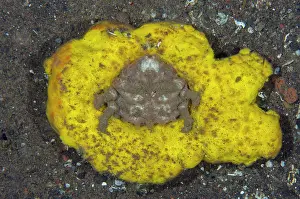 Sponge: Sleepy Sponge Crab