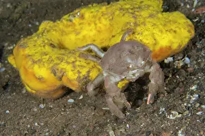 Sponge: Sleepy Sponge Crab