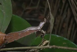 Polychrotidae: Slender Anole (Norups fuscoauratus)
