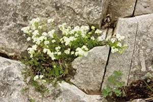 Galium: Slender Bedstraw in limestone grassland